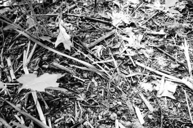 Orman arka planında grinin gölgeleri