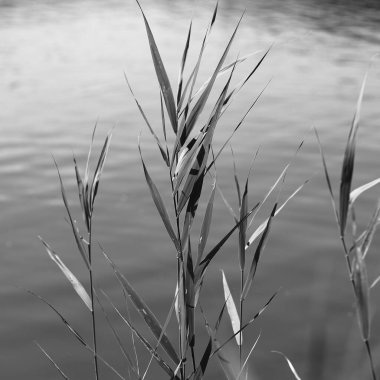 Reed gri bir gölün arka planında ayrılıyor.