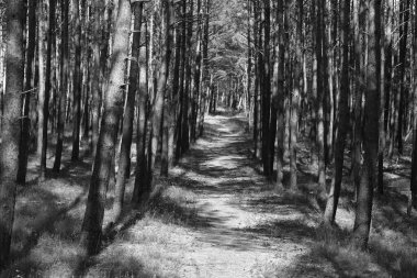 Kozalaklı ağaçların arasındaki orman yolu