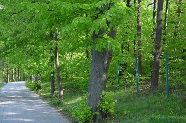 Yeşil parktaki yaya geçidi.