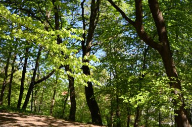 Yamaçta yeşil ağaçlar