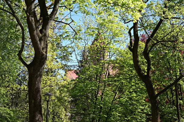 Kalenin arka planında yeşil yapraklar