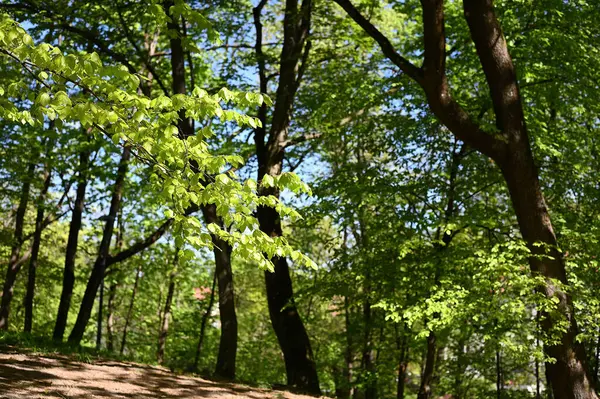 Yamaçta yeşil ağaçlar