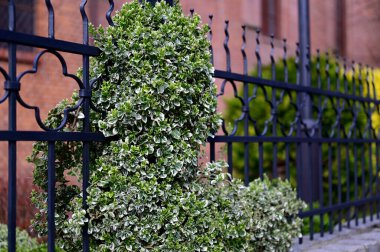 Yeşil yapraklar ve siyah metal çitler.