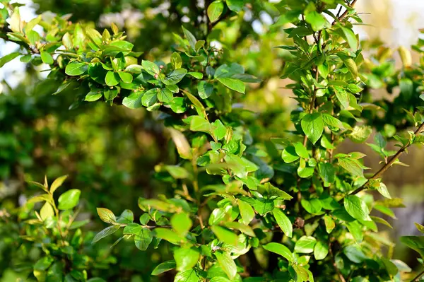 Çalının dallarında yeşil yapraklar