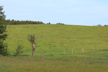 Yeşil tarlaya karşı küçük bir ağaç