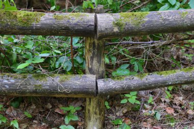 Ormanda yosun kaplı ahşap çitler.