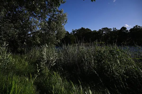 Öğleden sonra gölün kenarında yeşil çimenler ve sazlıklar.