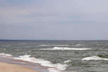 Bir kuş daldıktan sonra denizden çıkıyor.