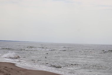 Kuş ve onun dalış uçuşu denize