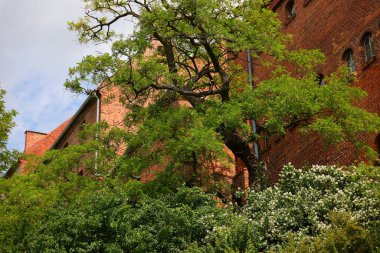 Arka planda yeşil ağaçlar ve kırmızı tuğlalı binalar