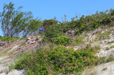 Kum tepeciğinde büyüyen pembe bir gül