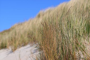 Kum tepeciğine karşı yeşil ve kahverengi çimen yığını
