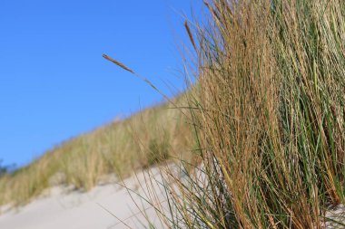Mavi gökyüzüne karşı bir kulak ve bir çimen yaprağı
