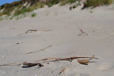 Kumulun arka planında kurumuş kahverengi dallar