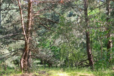 Kozalaklı ağaçlar ve ormandaki yaprak döken ağaçlar