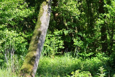 Ormanda yosun kaplı kahverengi ağaç kütüğü.