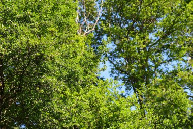 Ağaçların yeşil yaprakları mavi gökyüzünde