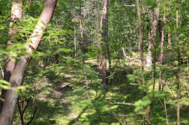 Yeşil yaprakların arkasında kahverengi çam gövdeleri