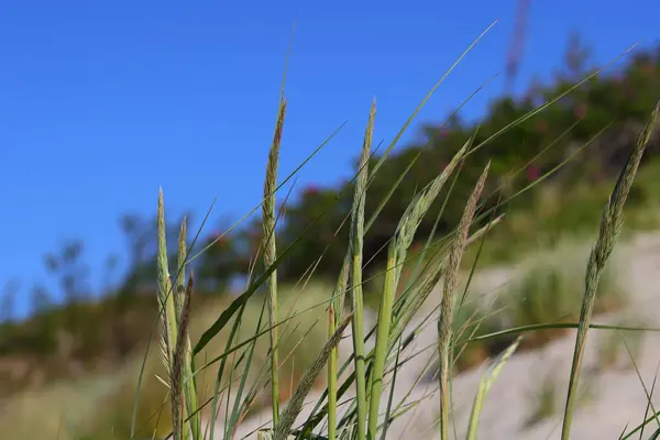 Arka planda yeşil çimen ve mavi gökyüzü