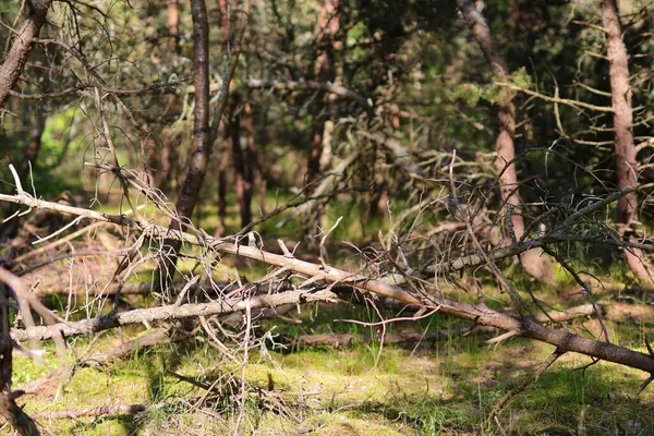 Yeşil bitkilerin arka planında kurumuş dallar