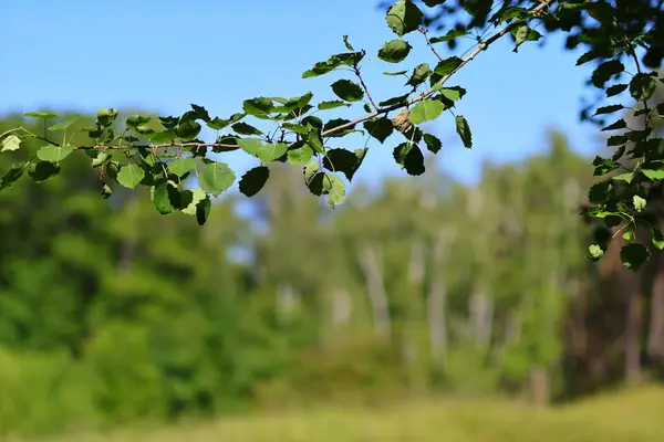 Yeşil yaprakları ve mavi gökyüzü olan ince bir dal.