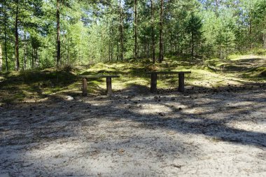 Ormanda iki ahşap bank