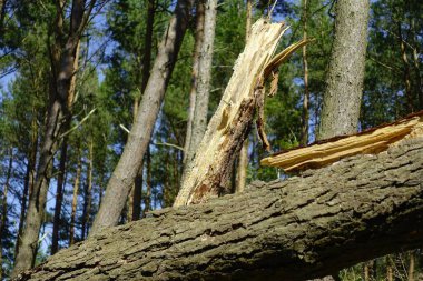 İki dalı olan kırık bir ağaç.