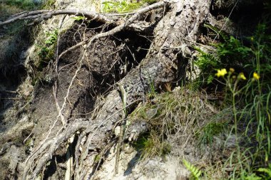 Çam kökü kumlu topraklarda
