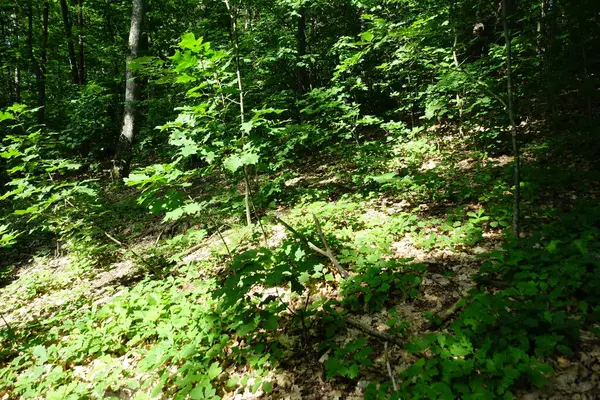 Güneşin altında yeşil yapraklı orman