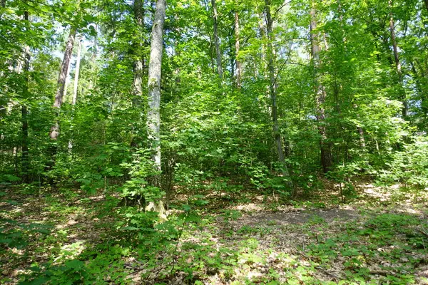 Güneşin altında yaprak gibi yeşil bir orman