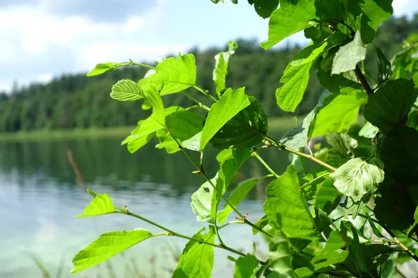 Gölün arka planında yeşil yapraklar