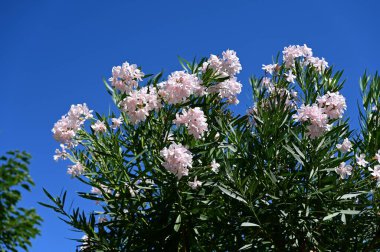 Pembe çiçekler ve yeşil yapraklar mavi gökyüzüne karşı