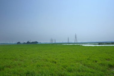 Tayland 'da yeşil pirinç tarlası