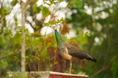 Hayvanat bahçesindeki tavus kuşu