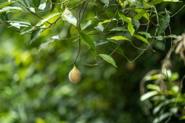 Nutmeg, Maluku Adaları kökenli bir baharat türüdür.