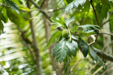 Bahçede yeşil yapraklar, bitkiler ve yapraklar