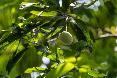 Bahçedeki ağaçta olgunlaşmış mango