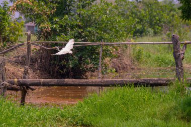 Sabah ormanda küçük bir nehir.