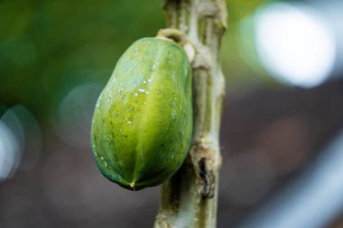 Dalın üzerinde taze yeşil avokado