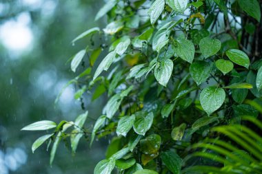 Su, doğadaki bir ağacın yapraklarına düşer.