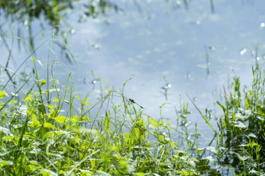 Nehre yeşil çimen ve çiy damlaları düşer.