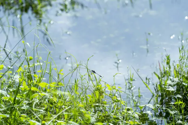 Nehre yeşil çimen ve çiy damlaları düşer.