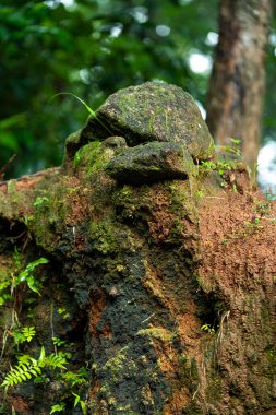 Ağaç gövdesinde yosun var.
