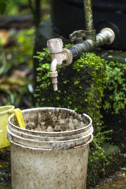 Yazın bahçesinde ağaç olan bir teneke kutu.