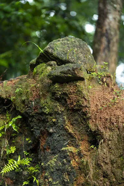 Ağaç gövdesinde yosun var.