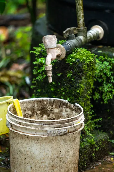 Yazın bahçesinde ağaç olan bir teneke kutu.