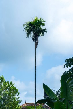 Mavi gökyüzü olan palmiye ağaçları