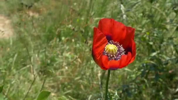 Red Opium Poppy Flower Moving Breeze — Stock Video