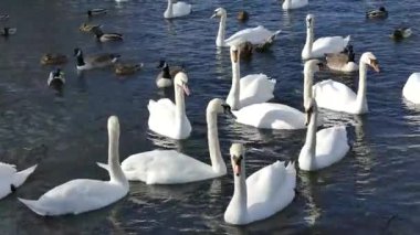 Suda Kuğular, Kazlar ve Ördekler 